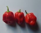 Habanero Red Rosso Polvere Peperoncino piccante 10g