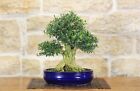 Bonsai di Bosso Harlandii (22)