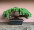 Bonsai Ginepro. Bonsai Shohin.