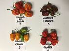 Pepper BIO FRESCHI mix:8 Habanero Red+8 Orange+8 Chocolate+8 Carolina LEGGIBENE