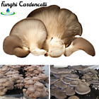 KIT PER COLTIVAZIONE DI FUNGO CARDONCELLO SUBSTRATO BALLETTA FUNGHI CARDONCELLI