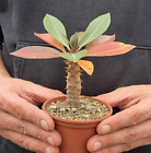 Pachypodium baronii (Madagascar) caudex caudiciform ebay-H086