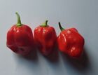 Semi Peperoncino Habanero