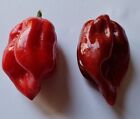 20 semi di Peperoncino Habanero Purple