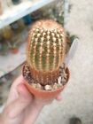 Echinocereus pectinatus. Piante Grasse Cactus Succulent