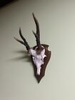 Deer horns. Antlers, taxidermy, wood, hunting trophy