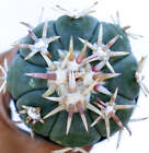 Echinocactus horizonthalonius cv SIROTOGE SUIHEIMARU SEEDS -  - SEMI