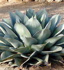 Agave ovatifolia SEEDS -  - agave a foglie ovali SEEDS SEMI