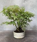 Bonsai di Acero Palmatum (boschetto)