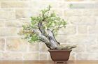 Bonsai Yamadori di Ciliegio selvatico (3)