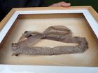 Grass Snake Skin Shed framed Taxidermy