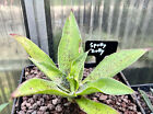 Mangave Spotty Dotty ( Mangave sp. x  Agave bovicornuta ), keine ovatifolia !