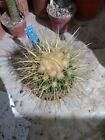 Echinocactus grusonii f. nova VZD 1153. Cactus Rare