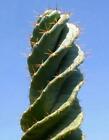 CACTUS JAMACARU SPIRALIS, VASO 10.5CM, PIANTE GRASSE