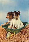 Cartolina Postcard Cani Jack Russell Terrier Cuccioli - Garami Milano (2/1067/B)