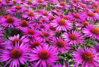 EQUINACEA echinacea purpurea  Medicinal 160 semillas   -  seeds