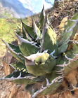 AGAVE TITANOTA Oaxaca clone 3cm NO variegated