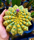 80001295 Kaktus Cactus Kakteen Astrophytum yellow 5 Samen Seeds