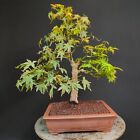 PRE BONSAI  DI ACERO PALMATO VERDE