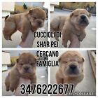 cuccioli di SHAR PEI