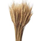 CoolCrafts 200 Steli Spighe di Grano Naturali Fiori Secchi per (u0x)