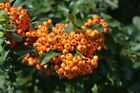 Piracanta arancione Pyracantha coccinea Orange Glow Agazzino pianta vaso ø9 cm