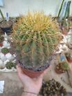 Denmoza epythrocephala. Pot 12 Cm Piante Grasse Cactus