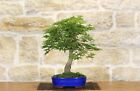 Bonsai di Acero Palmato (47)