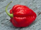 PEPERONCINO RED SAVINA - HOTTEST HABANERO VARIETY - 10 SEMI