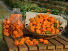 PEPERONCINO ORANGE HABANERO - 10 SEMI SELEZIONATI