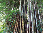 10 semi di BAMBU  GIGANTE - DENDROCALAMUS BARBATUS + OMAGGIO