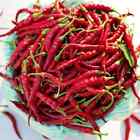 PEPERONCINO PICCANTE DI CAYENNA 300 SEMI -  2 GRAMMI PROFESSIONALI PEPPERS