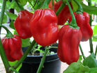 HABANERO RED, 25 semi peperoncino piccante + OMAGGIO + SPEDIZIONE GRATIS