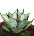 Agave titanota BLU & BLACK -  - OTEROI NO variegated variegate