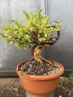 Bonsai - Prebonsai Ginepro Juniperus H 28cm - L 30cm - Nebari 7 cm (Jin e Shari)