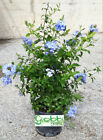 Plumbago Capensis o Auricolata - Gelsomino Azzurro vaso 18