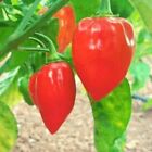 HABANERO RED SAVINA, 10 semi selezionati