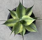 Agave Ovatifolia Killer 1 Rare Variegated