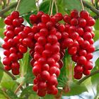 SCHISANDRA CHINENSIS – BACCA DEI CINQUE SAPORI AUTOFERTILE H 60CM