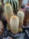 Notocactus leninghausii. Piante Grasse Cactus