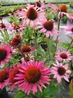 Echinacea purpurea The King - Roter Sonnenhut