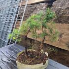 Bonsai Wald Lärche Yamadori Shohin Larix Larch Gruppe