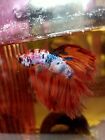 BETTA  SPLENDENS PESCE COMBATTENTE ACQUARIO TOP