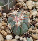 Echinocactus horizonthalonius JHB-300 Oliver Lee