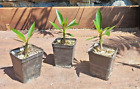 Pachypodium BARONII caudex SUCCULENTA Madagascar bonsai plant