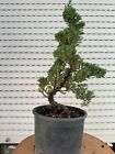 Ginepro Procumbens bonsai - Juniperus bunjin