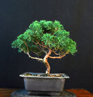 BONSAI CHINESISCHER WACHOLDER JUNIPERUS CHINENSIS OUTDOOR