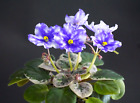 Hunter s Andromeda  Blatt/ leaf African Violet Usambaraveilchen