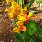 Canna Indica Picasso  bellissima pianta che raggiunge 1,5 m di altezza