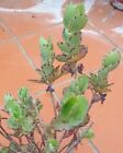 KALANCHOE FEDTSCHENKOI 2 Piantine pianta grassa succulente con Radici + Omaggio